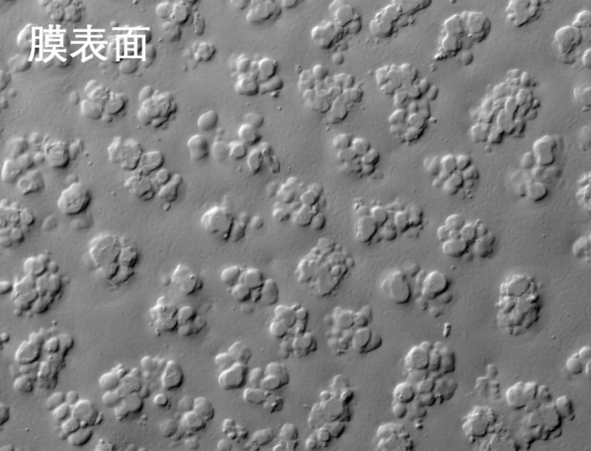 9888拉斯维加斯烧结管式膜电镜照片 9888拉斯维加斯烧结管式膜电镜照片
